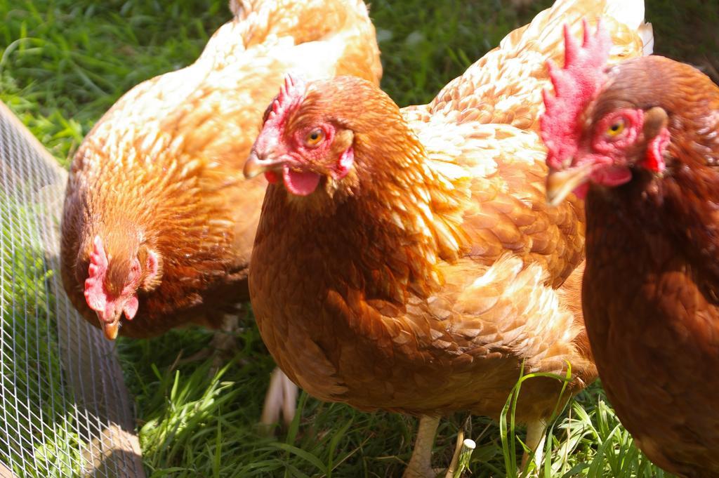 Wyke Farm Otel Axminster Dış mekan fotoğraf